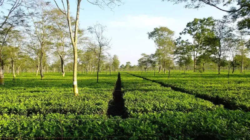 Assam Govt to Provide Land Rights to 1.14 Lakh More Tea Garden Families This Financial Year