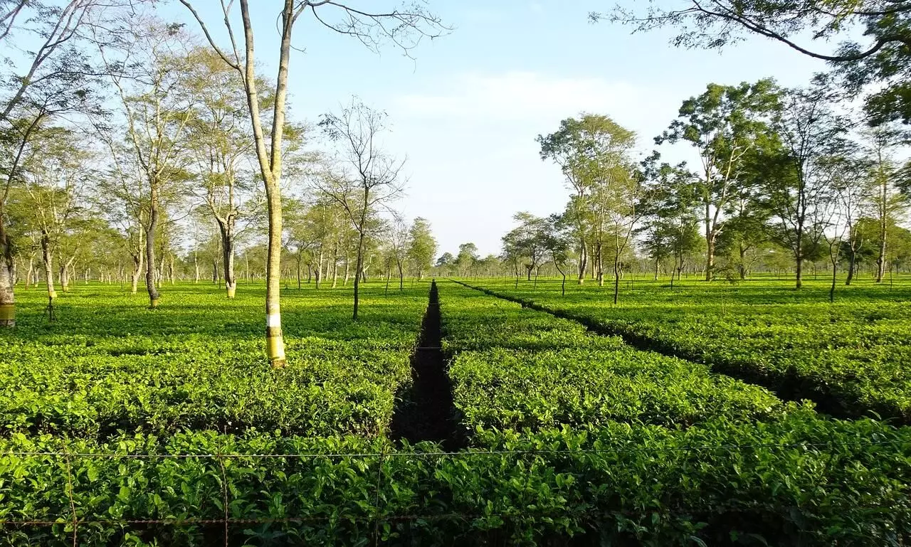 Assam Govt to Provide Land Rights to 1.14 Lakh More Tea Garden Families This Financial Year