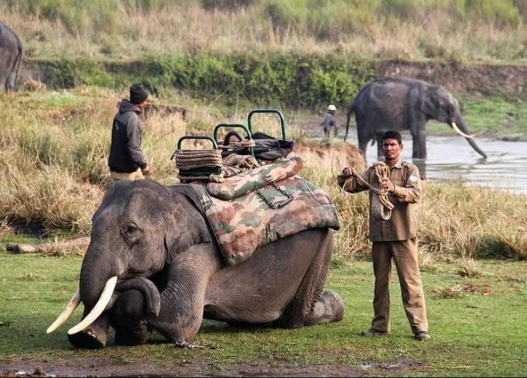 Iconic elephant ‘Lakhimala’ dies at Kaziranga