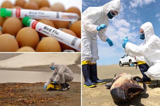 Experts Warn of Potential Lethal Bird Flu Pandemic: Could Be ‘100 Times Worse’ Than COVID-19