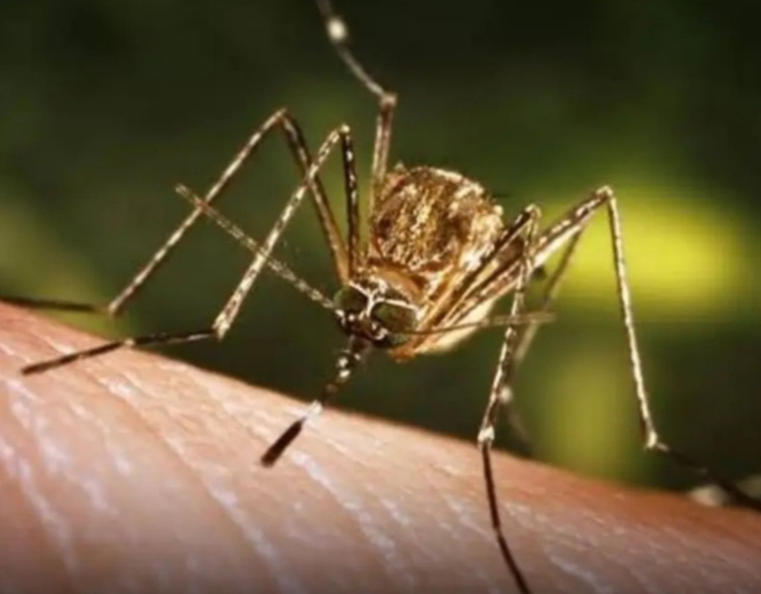 কলিয়াবৰত জাপানীজ এনকেফেলাইটিছৰ প্রাদুর্ভাৱ,এজন অক্ৰান্ত