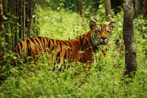 দৰঙত বাঘৰ আক্ৰমণত পুনৰ এজন আহত