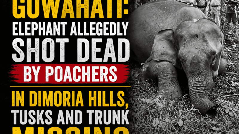 Assam: Suspected Poachers Kill Wild Elephant, Flee with Tusks on Outskirts of Guwahati