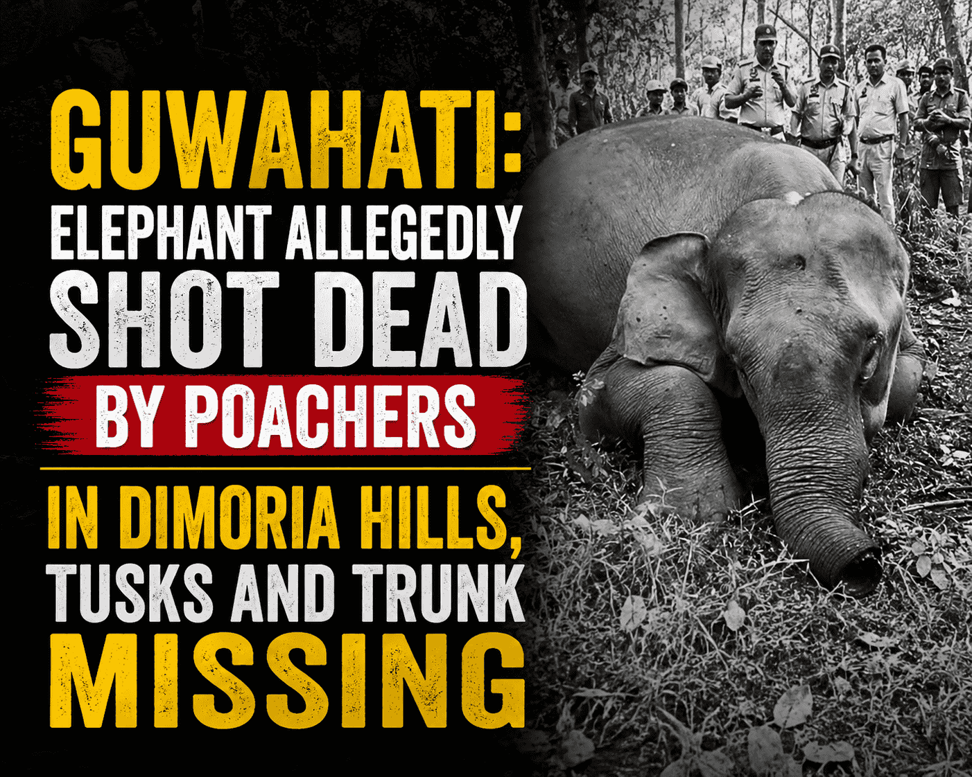 Assam: Suspected Poachers Kill Wild Elephant, Flee with Tusks on Outskirts of Guwahati