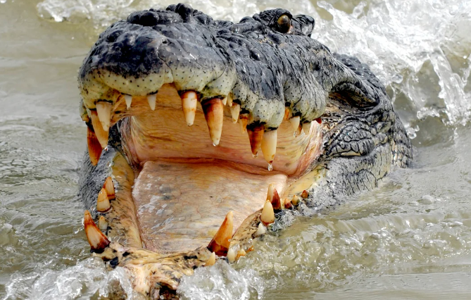 Crocodile Attack Claims 12-Year-Old’s Life in Uttar Pradesh’s Bahraich as Family Looks On in Horror