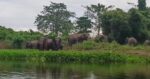 Herd of over 40 wild elephants roaming in Deepor Beel