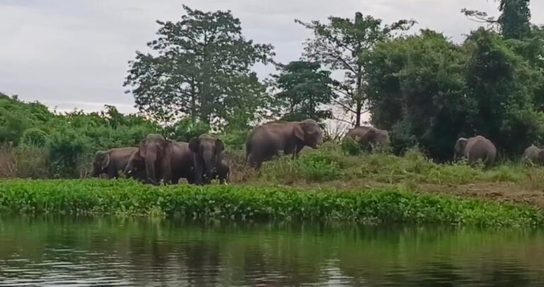 Herd of over 40 wild elephants roaming in Deepor Beel
