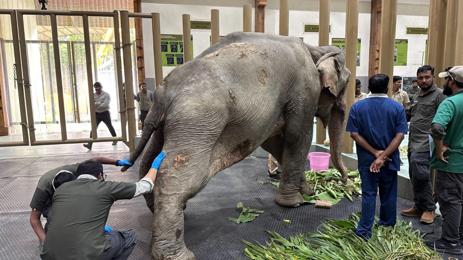 Joymoti Arrives at Vantara for Urgent Medical Care Following Flood Rescue