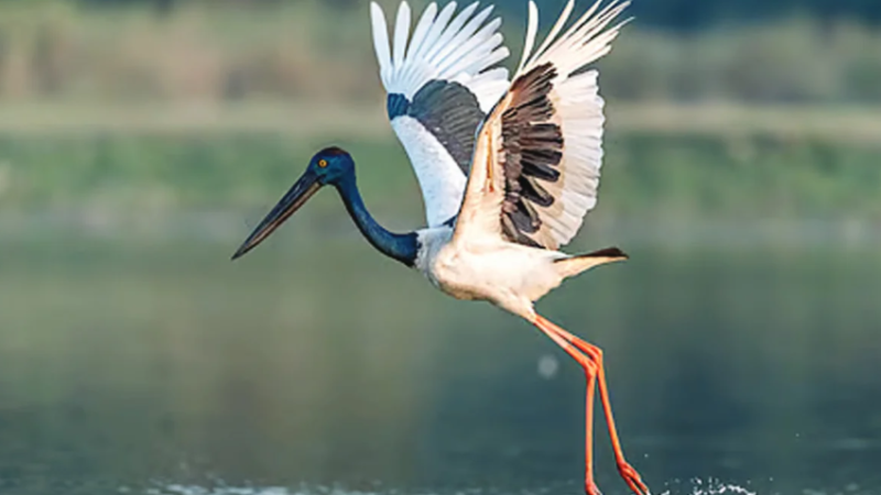 30 species of raptors, six of storks recorded in Kaziranga during survey