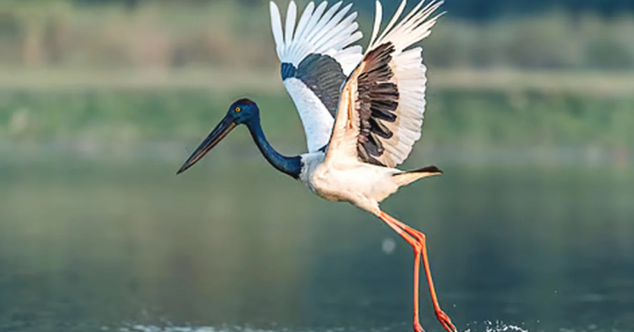30 species of raptors, six of storks recorded in Kaziranga during survey