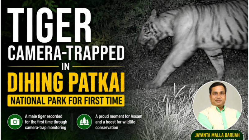Tiger Camera-Trapped in Dihing Patkai National Park for First Time