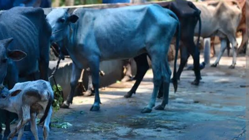 তামাৰহাটত আৰক্ষী অভিযানত চোৰাং গৰু সহ সৰবৰাহকাৰীক আটক