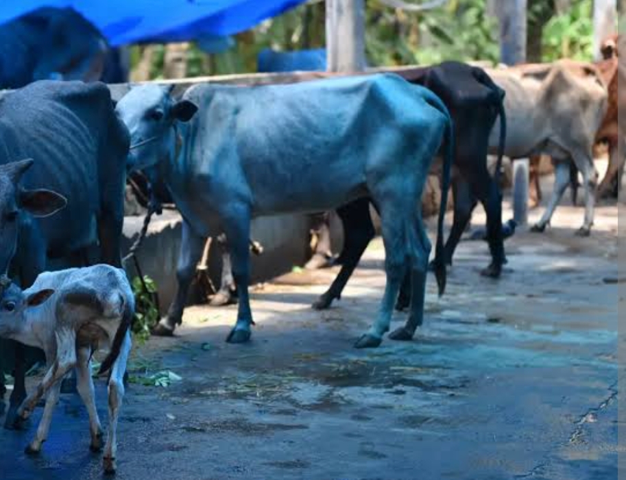 তামাৰহাটত আৰক্ষী অভিযানত চোৰাং গৰু সহ সৰবৰাহকাৰীক আটক