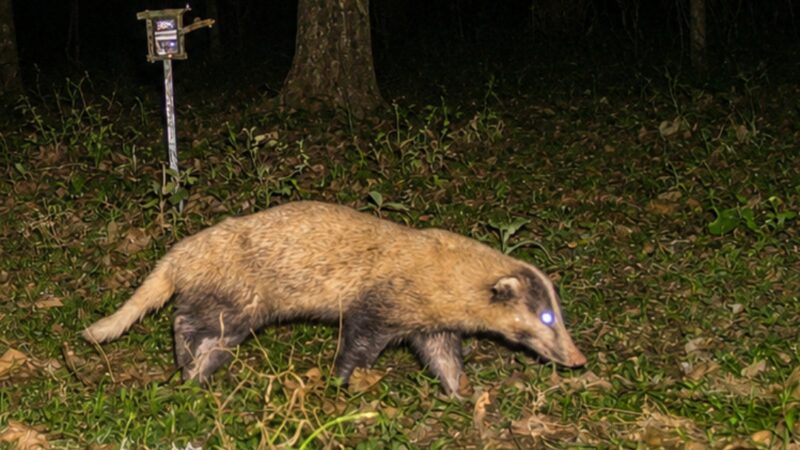 Kaziranga’s Hidden Conservation Success: First Scientific Study Confirms Healthy Greater Hog Badger Population
