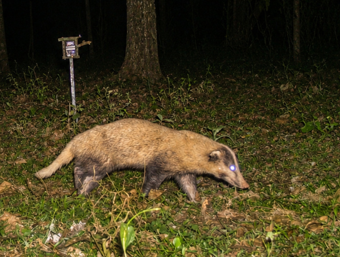 Kaziranga’s Hidden Conservation Success: First Scientific Study Confirms Healthy Greater Hog Badger Population