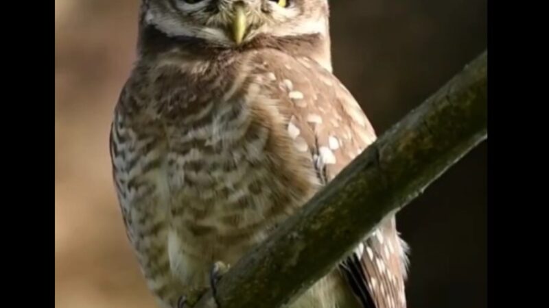 Assam Forest Minister Highlights Owl Conservation, Wildlife Photographer Dispels Common Myths