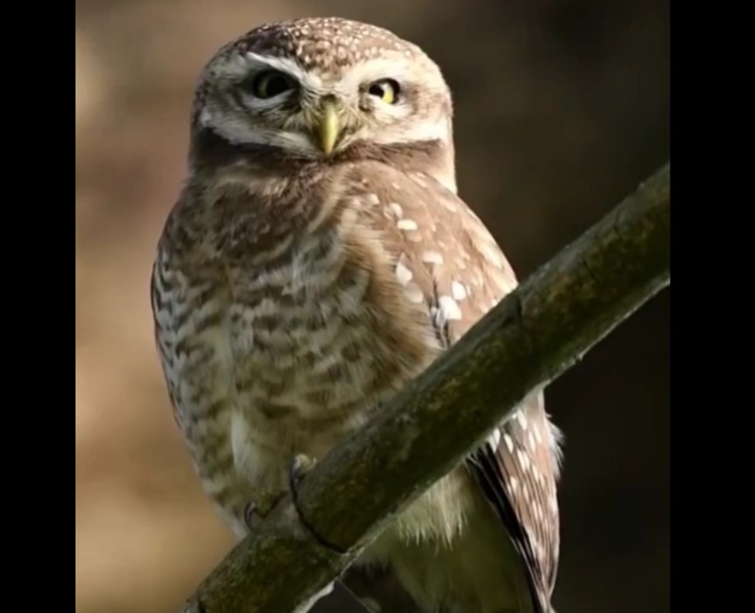 Assam Forest Minister Highlights Owl Conservation, Wildlife Photographer Dispels Common Myths