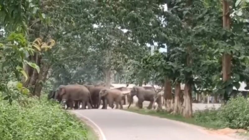 Assam: Human-Elephant Conflict Worsens in Palasbari, Farmers Seek Urgent Government Intervention