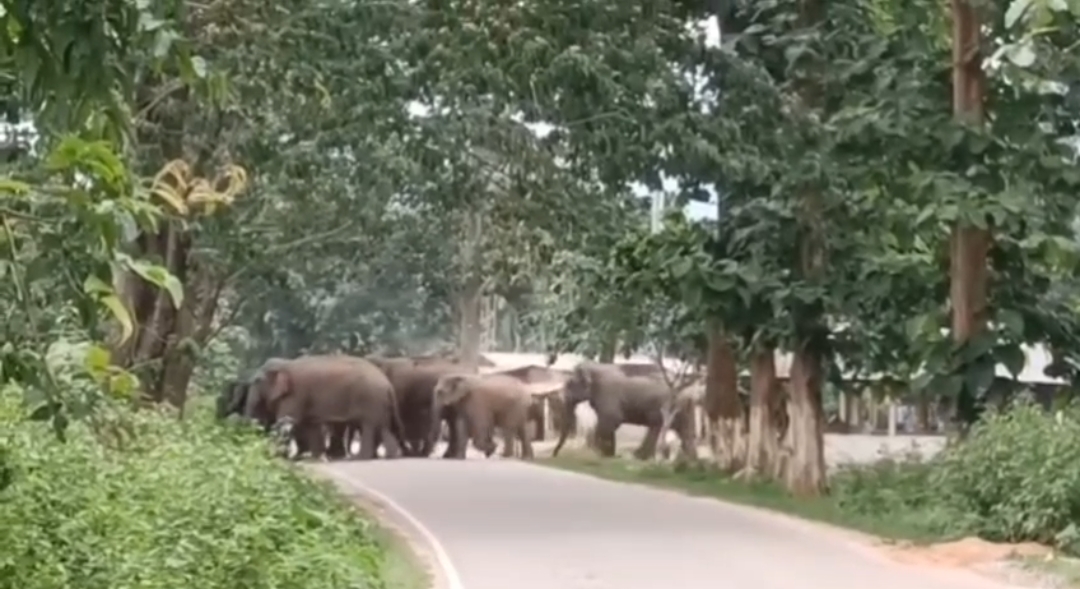 Assam: Human-Elephant Conflict Worsens in Palasbari, Farmers Seek Urgent Government Intervention