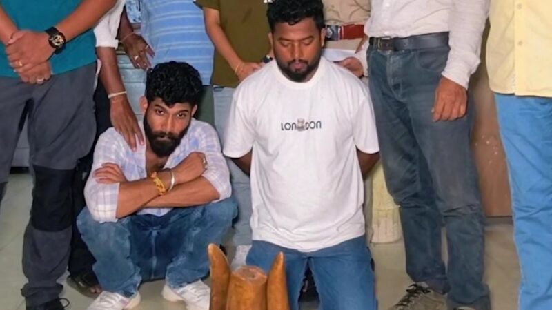 Two Held in Guwahati Elephant Ivory Trafficking Case, Three Elephant Tusks Seized