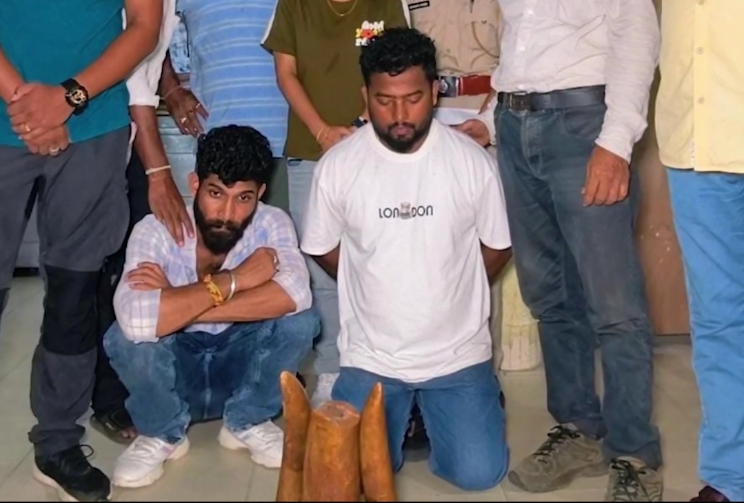 Two Held in Guwahati Elephant Ivory Trafficking Case, Three Elephant Tusks Seized