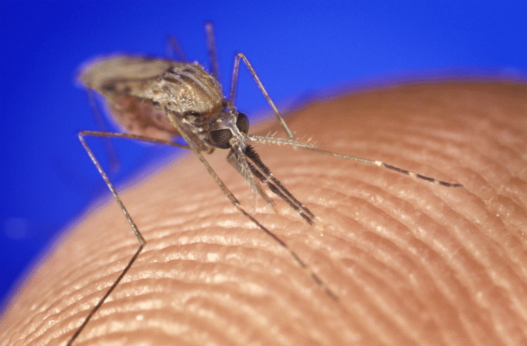 Malaria Cases Surge Across Bodoland Following Early Monsoon Onset