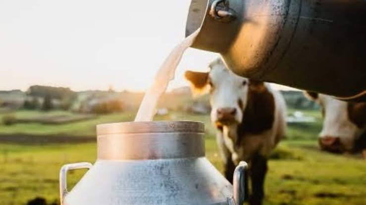 450 People Get Anti-Rabies Shots in UP After Consuming Charanamrit Made From Cow’s Milk